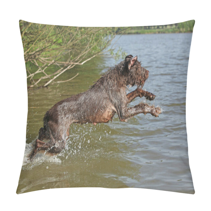 Personality  Italian Wire-haired Pointing Dog In Summer Pillow Covers