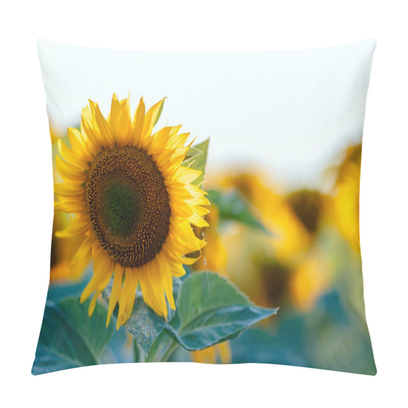 Personality  Beautiful Sunflower In Field  Pillow Covers