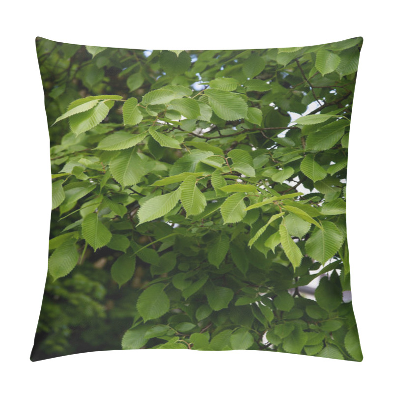 Personality  Elm Tree - Ulmus Carpinifolia With Green Foliage Pillow Covers