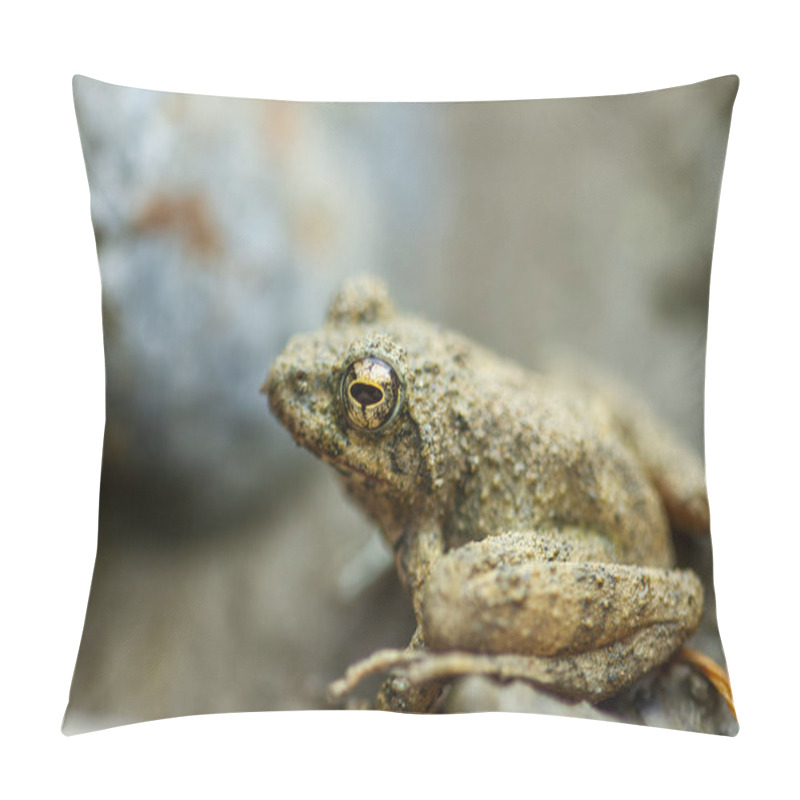 Personality  A Small Brown Eiffinger's Tree Frog (Kurixalus Eiffingeri) Perches In A Wetland, Staring Intently At The Camera With Its Large Golden Eyes. New Taipei City, Taiwan. Pillow Covers