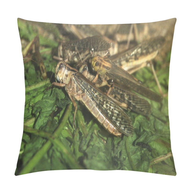 Personality  Desert Locust (Schistocerca Gregaria). Pillow Covers