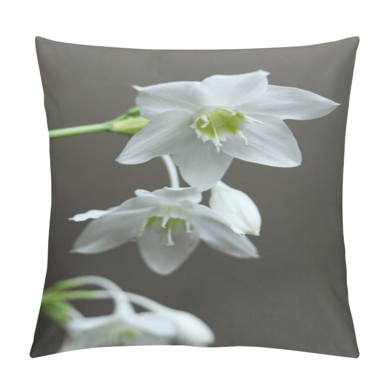 Personality  White Flowers Of Urceolina Amazonica, Formerly Known As Eucharis Amazonica, On A Dark Background Close Up Pillow Covers