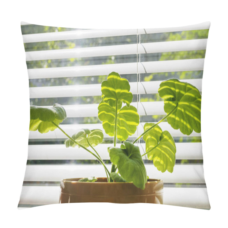 Personality  Close Up Of Pelargonium On The Background Of Blinds On The Windowsill In A Brown Pot. Young Geranium In The Sunbeam. Pillow Covers