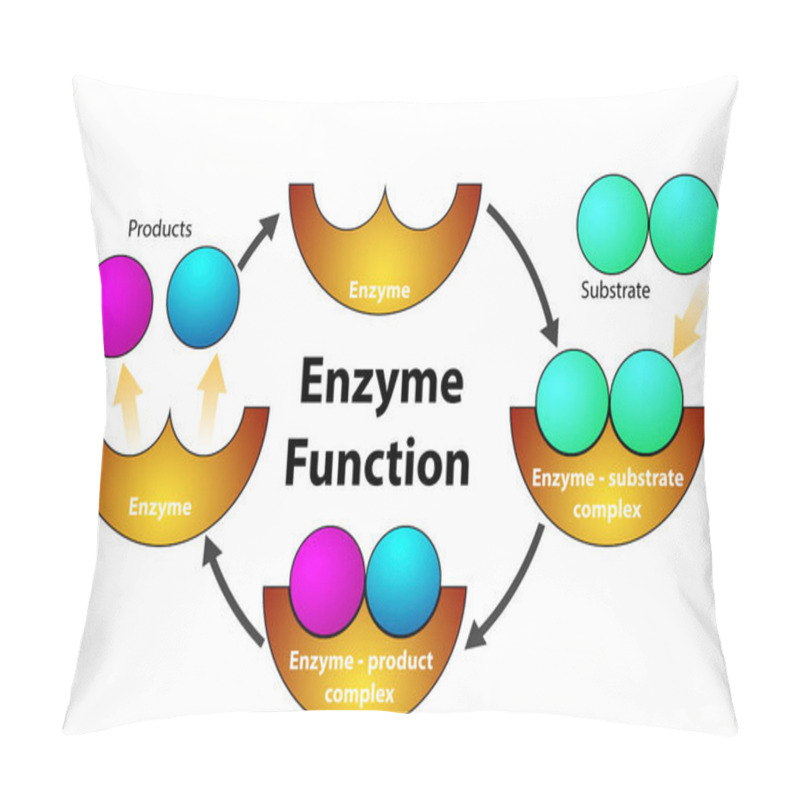 Personality  Enzyme Function Cycle Diagram Isolated, 3d Rendering Pillow Covers