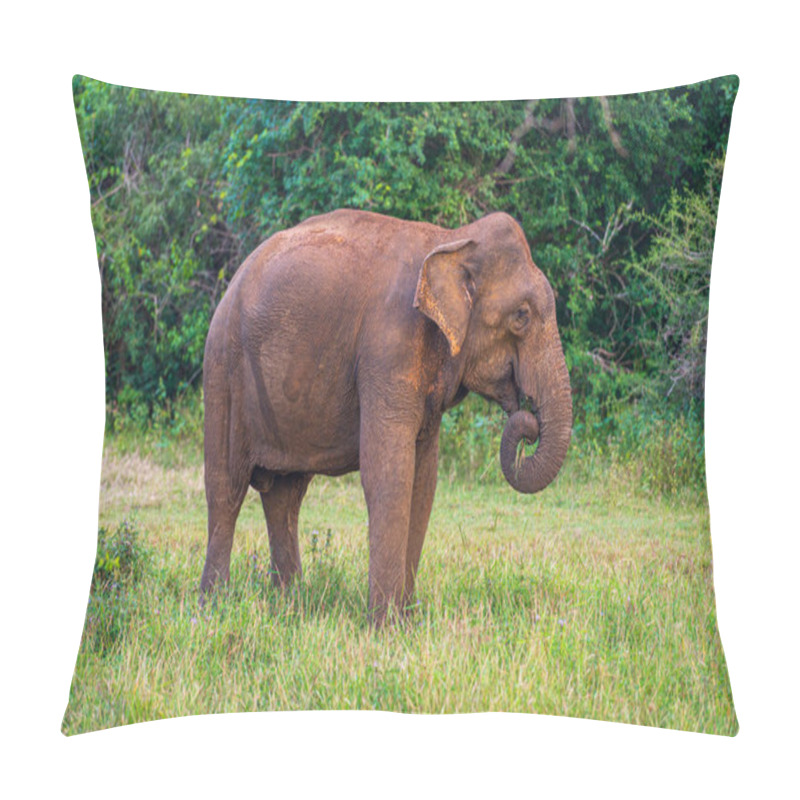 Personality  Elephants In The National Park Pillow Covers