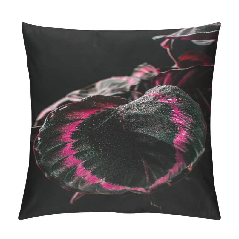 Personality  Calathea Decorative Houseplant With Pink Leaves, Isolated On Black Pillow Covers