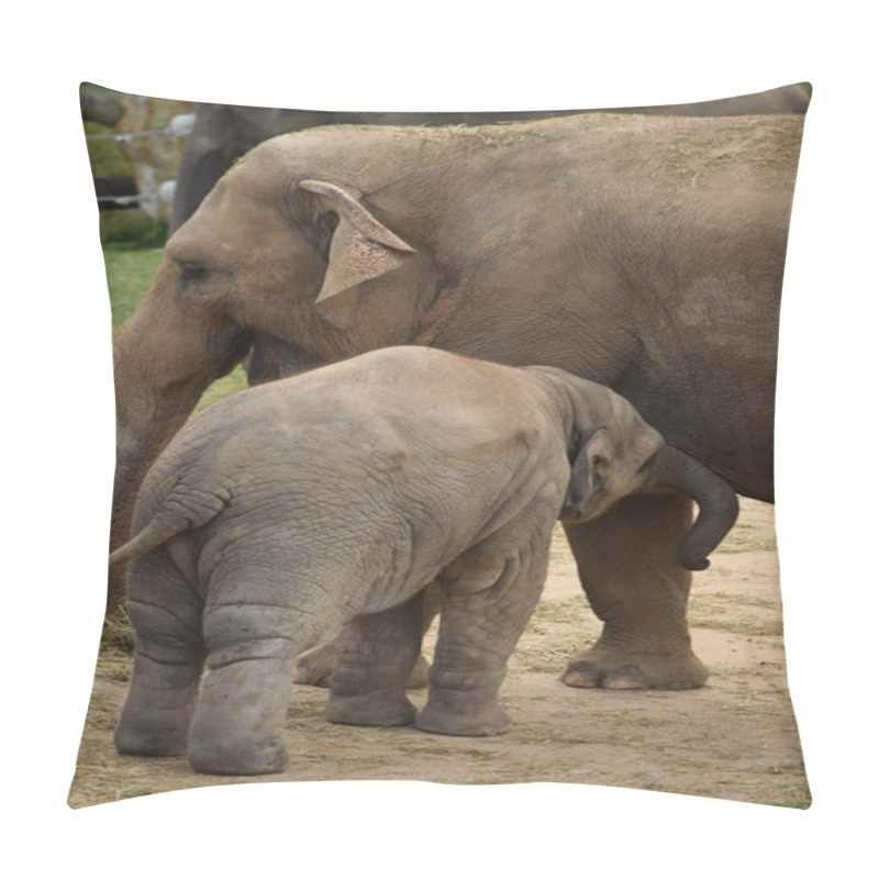 Personality  Elephant. Pillow Covers