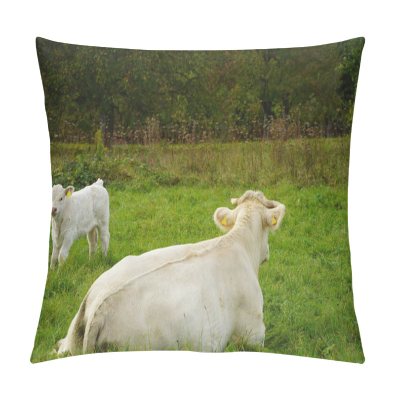 Personality  A Huge Charolais Cow Lies With Its Back To The Viewer In The Lush Grass Of The Pasture. The Calf, Just A Few Days Old, Explores The Surroundings Somewhat Uncertainly And Looks Curiously At The Viewer Pillow Covers