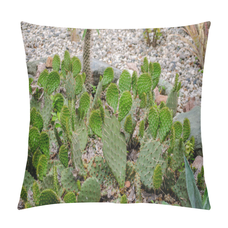 Personality  Cacti Planted In Sea Pebbles Pillow Covers