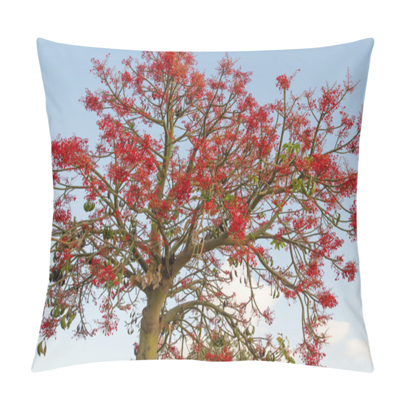 Personality  The Australian Brachychiton Acerifolius, Commonly Known As The Illawarra Flame Tree . Pillow Covers