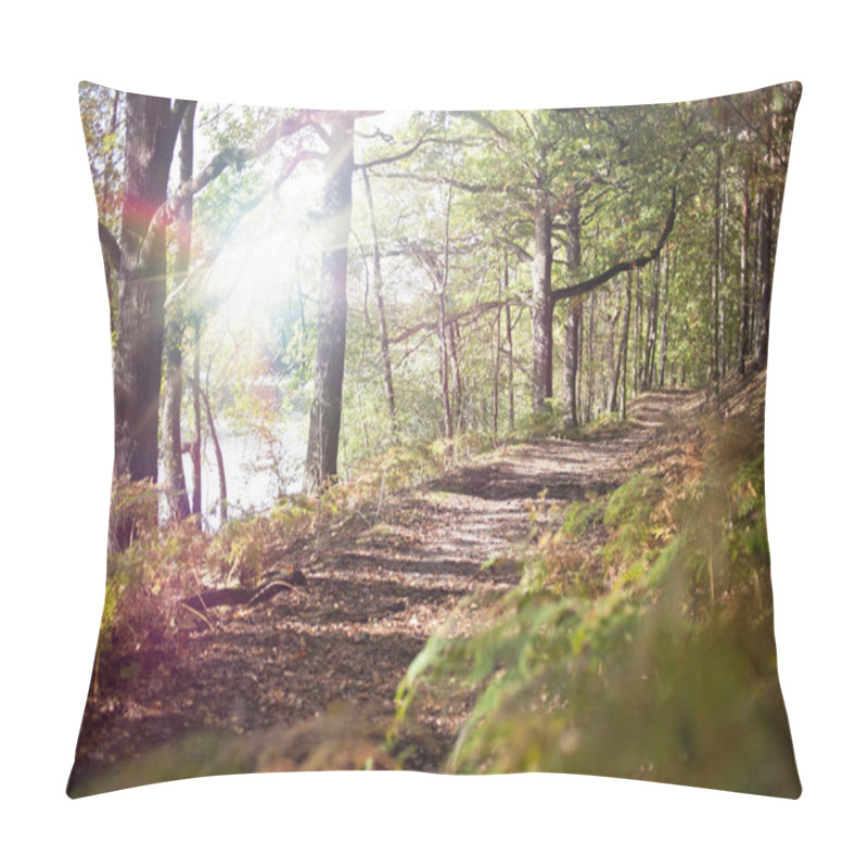 Personality  Afternoon Walk Through The Forest With Mushrooms At The Ground And Nice Light Effects Between The Trees. Pillow Covers