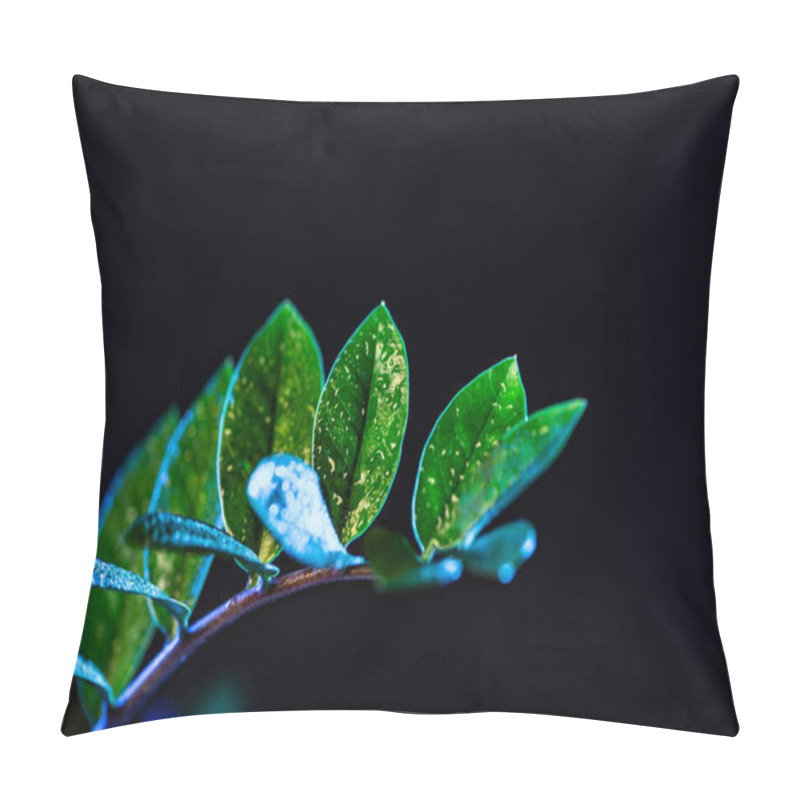 Personality  Wet Green Zanzibar Gem Houseplant, Isolated On Black Pillow Covers