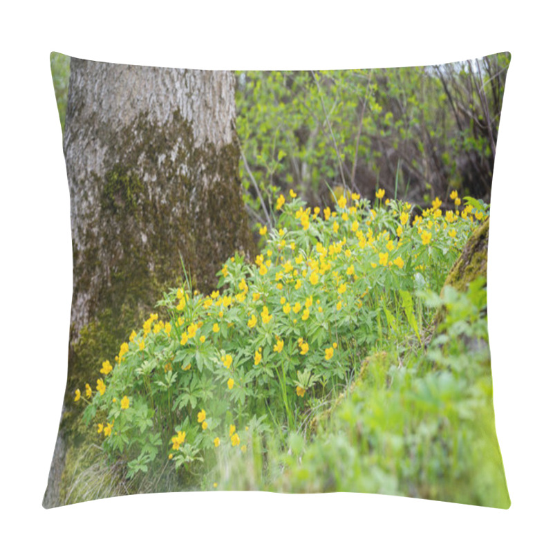 Personality  Yellow Wood Buttercup Anemone Flower (Anemone Ranunculoides),  Forest Meadow Bottom, Blurred Tree Trunk Background, Wildlife Ecotourism. Blooming Yellow Flowers In Spring Forest. Pillow Covers