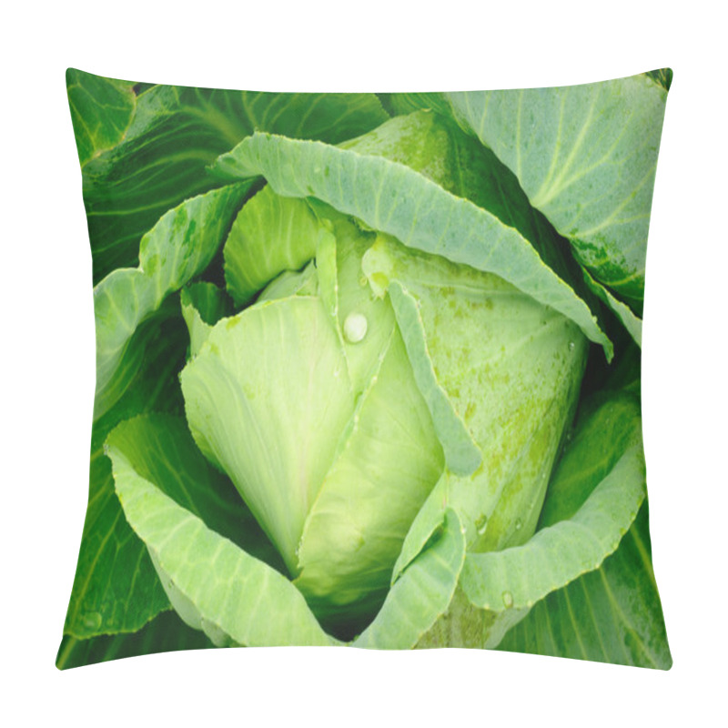 Personality  Cabbage Close Up Pillow Covers