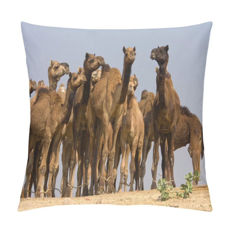 Personality  Camels Pillow Covers