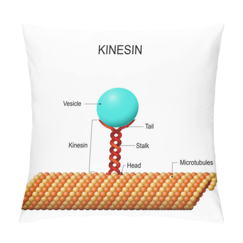 Personality  Structure Of Kinesin Pillow Covers