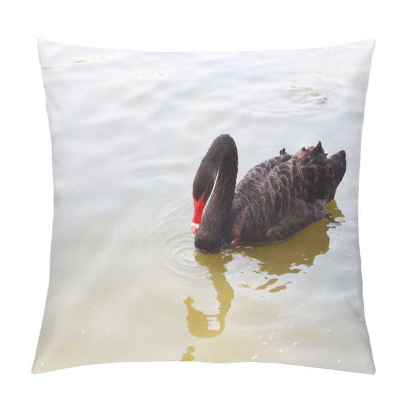 Personality  Swimming A Black Swan. Pillow Covers