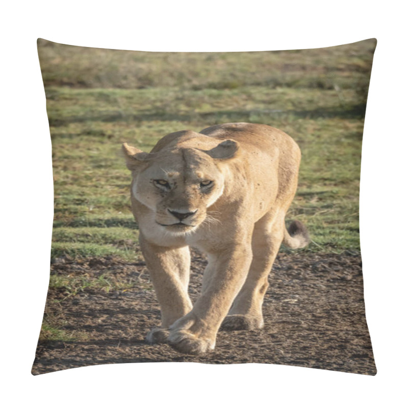 Personality  Lioness Lifting Paw While Walking Towards Camera Pillow Covers