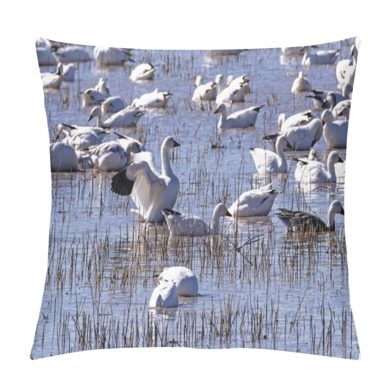 Personality  Flock Of Snow Geese Feeding And Resting In The Wetlands Of Their Winter Home At Bosque Del Apache National Wildlife Refuge Pillow Covers