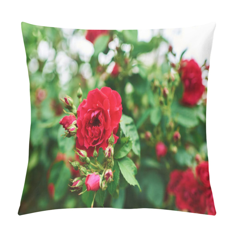 Personality  Rosa Chinensis Close-up. Abstract Floral Background Pillow Covers