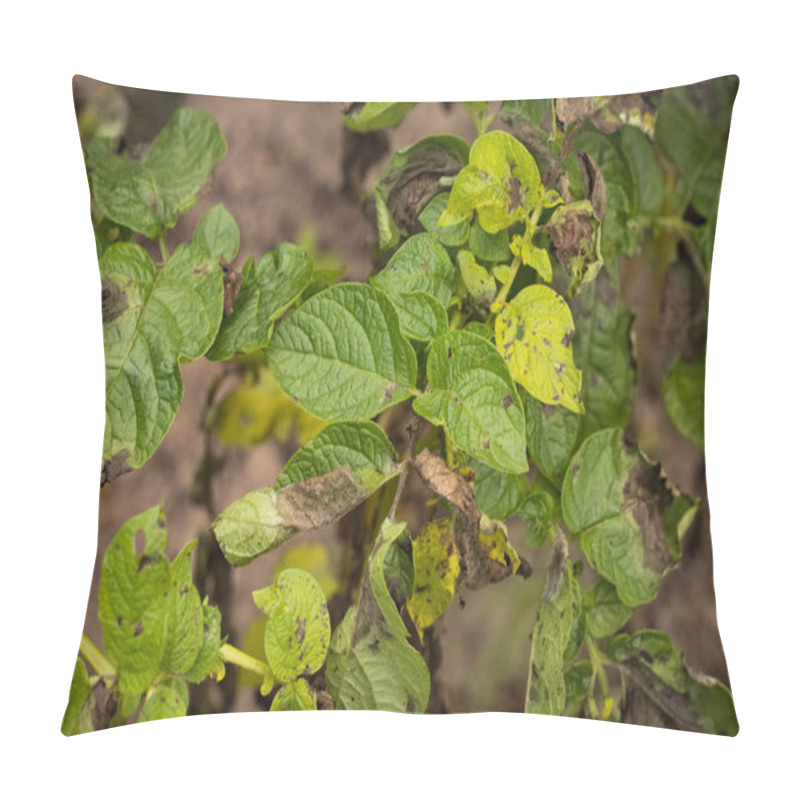 Personality  Leaves Plant Of Potato Stricken Phytophthora. Pillow Covers