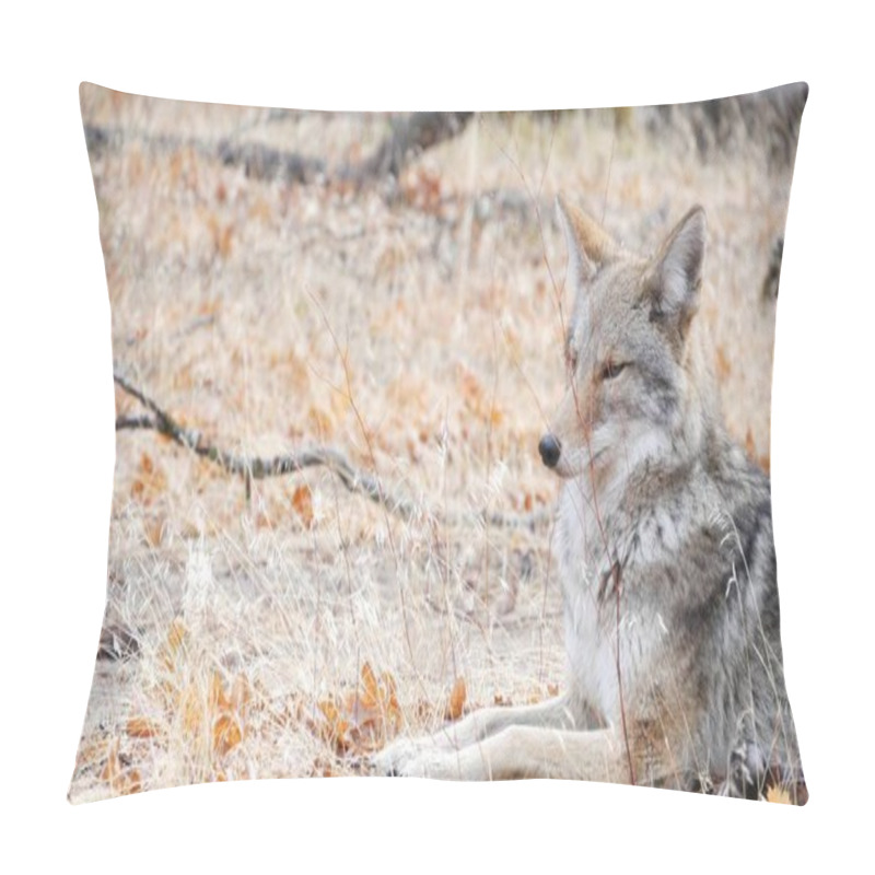 Personality  Wolf Coyote Or Coywolf Portrait, Head Face And Eyes. Autumn Fall Forest Wildlife Pillow Covers