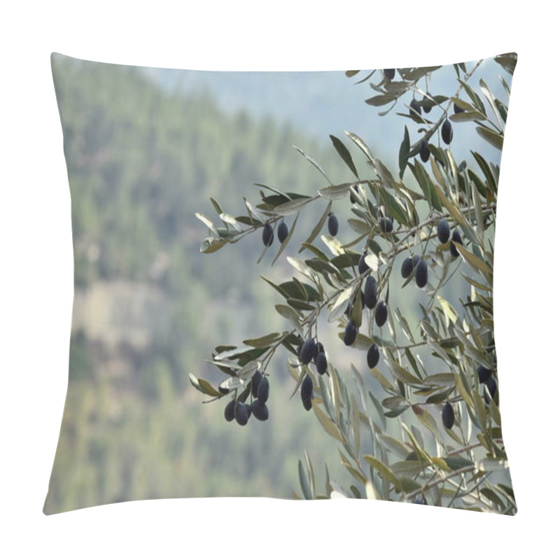 Personality  Olives Olive Trees In The Mountains Of Jerusalem. Pillow Covers