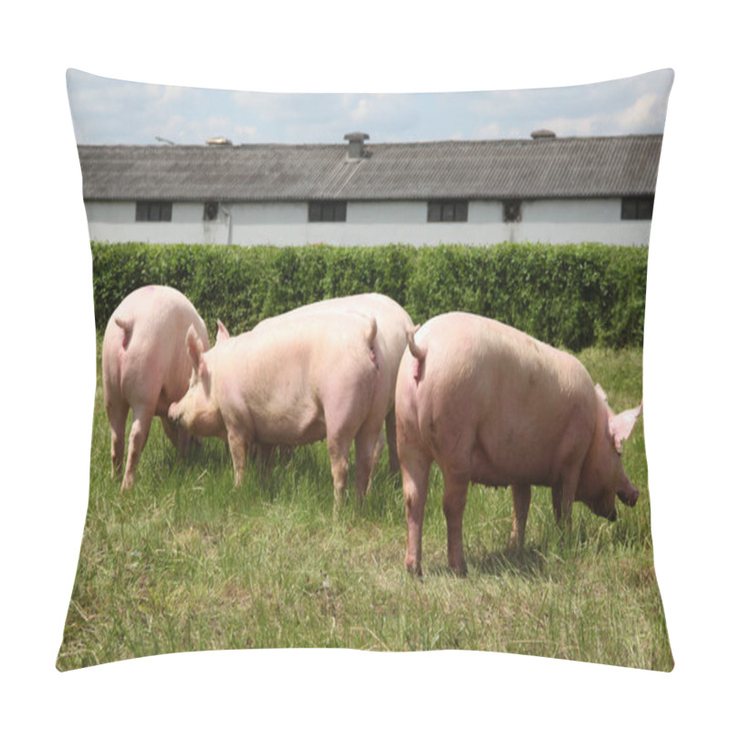 Personality  Group Photo Of Young Piglets Enjoying Sunshine  Pillow Covers