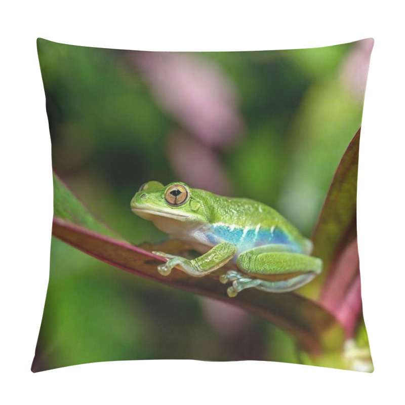 Personality  Macro Shot Of A Green Frog In A Misty Rainforest Setting Pillow Covers