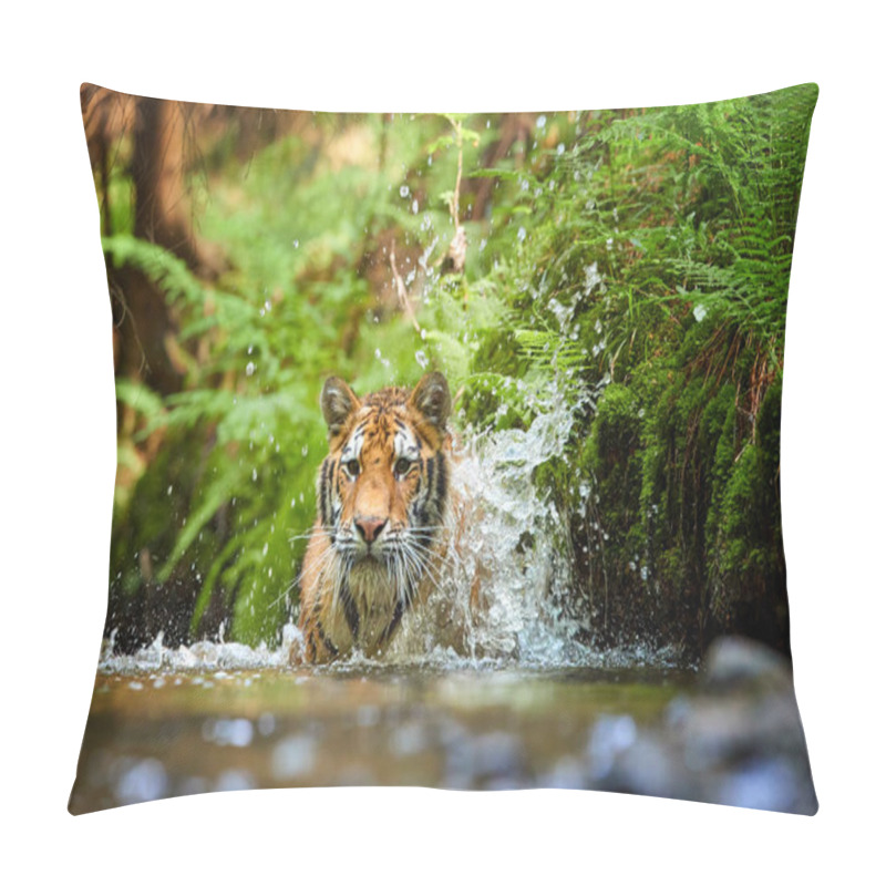 Personality  Siberian Tiger, Panthera Tigris Altaica, Walking In Forest Stream Close To Bank Covered In Fern. Direct View, Low Angle Photo. Tiger In Water In Typical Taiga Spruce Forest. Russia Pillow Covers