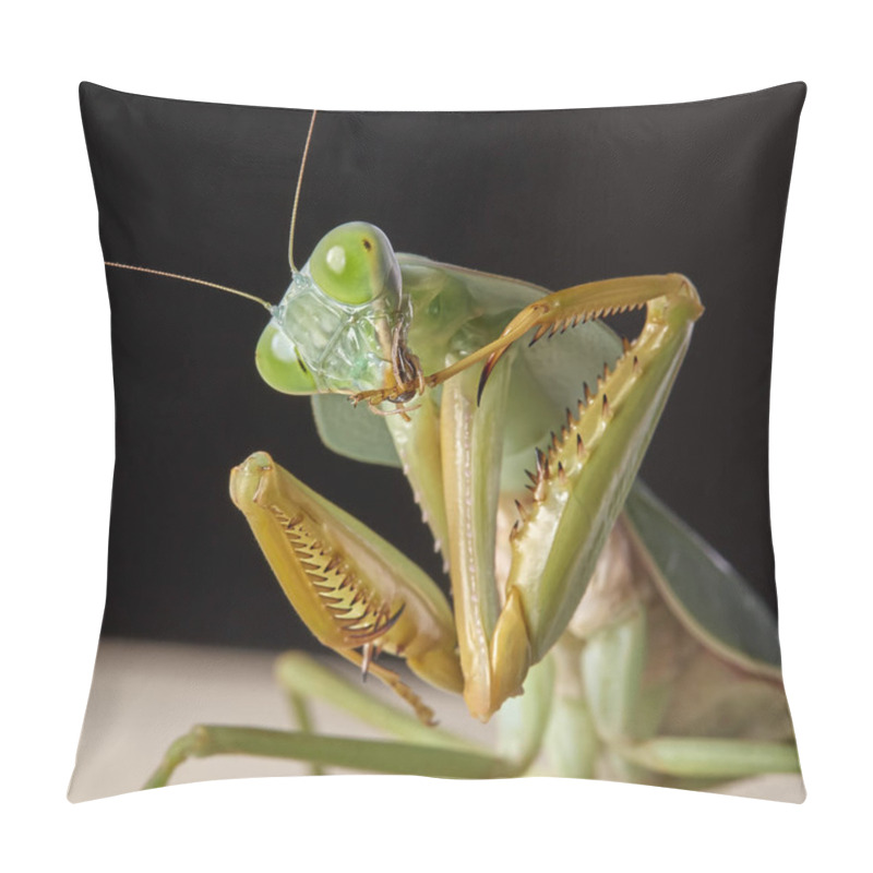 Personality  Giant Malaysian Shield Praying Mantis (Rhombodera Basalis) Resting On A Tree Pillow Covers