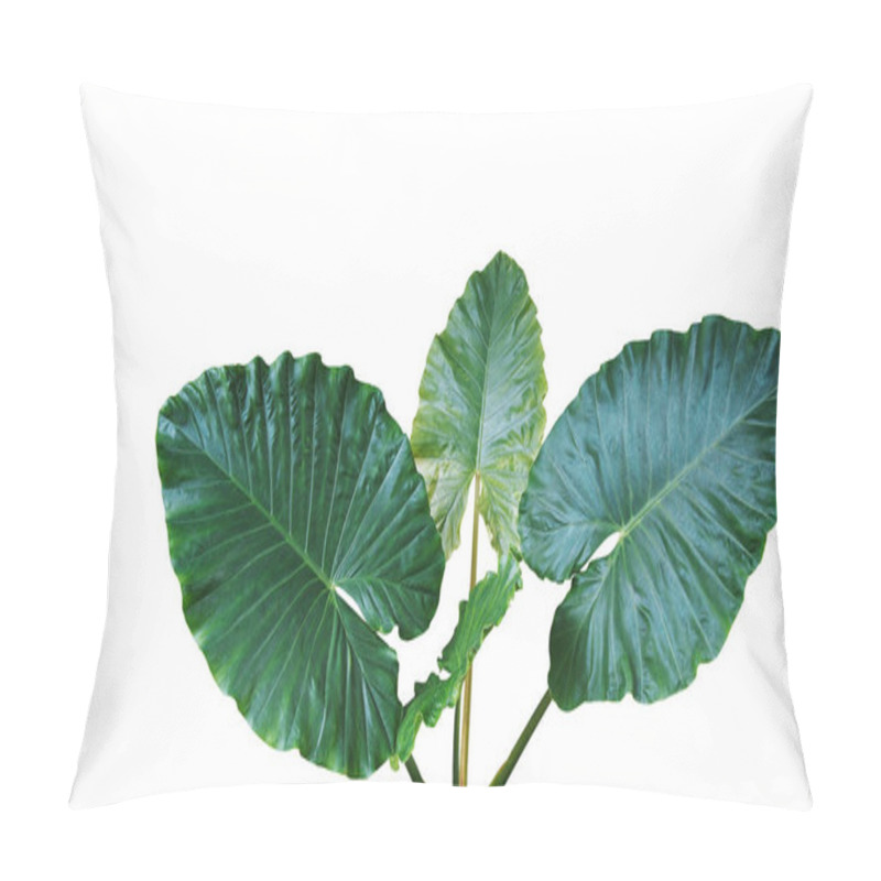 Personality  Heart Shaped Dark Green Leaves Of Elephant Ear Or Giant Taro (Alocasia Macrorrhizos), Tropical Rainforest Plant Isolated On White Background With Clipping Path. Pillow Covers