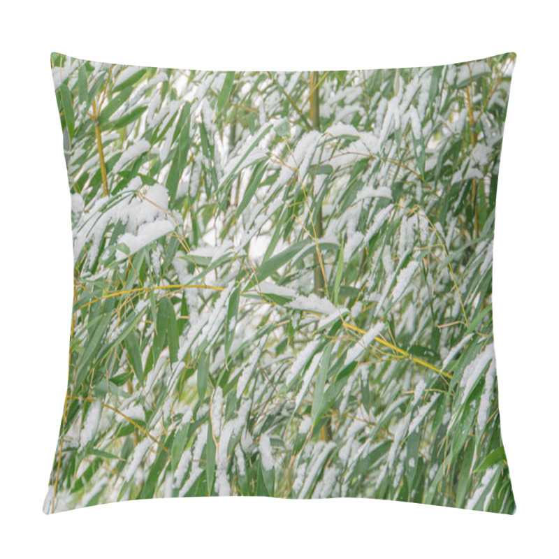 Personality  Close-up View Of Fresh Snow On Bamboo Leaves In A Winter Bamboo Grove Or Garden, Contrasting Green Leaf Shades With White Snow Pillow Covers