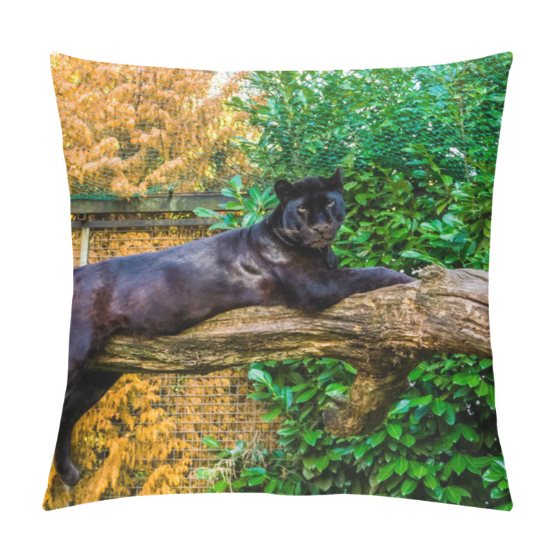 Personality  Black Panther Laying On A Tree Branch, Pigmentation Variation, Popular Zoo Animal Pillow Covers