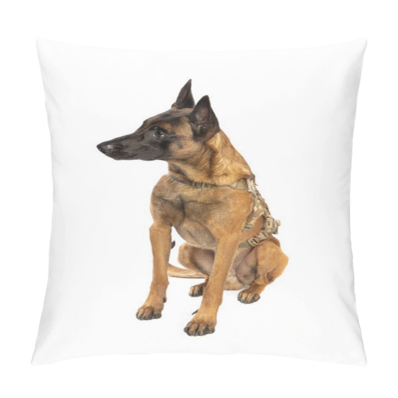 Personality  Belgian Malinois Dog In Front Of A White Background Pillow Covers