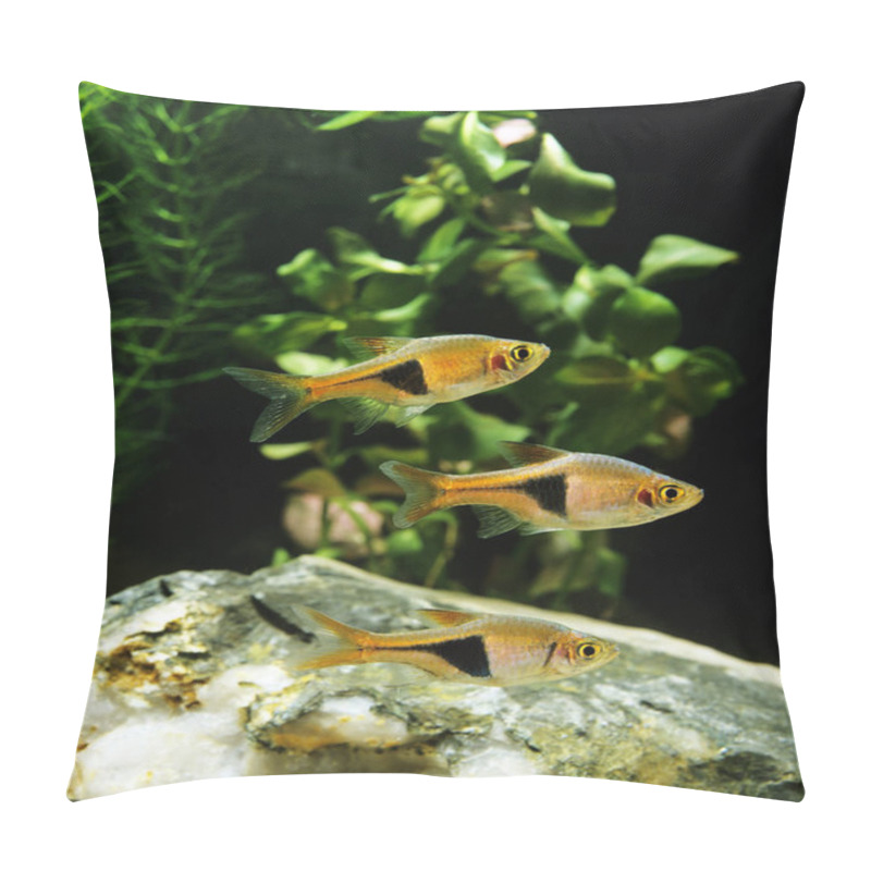 Personality  Harlequin Rasbora, Rasbora Heteromorpha   Pillow Covers