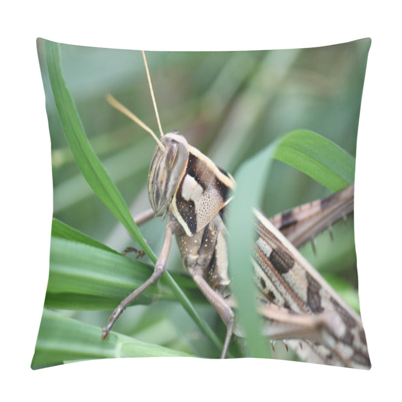 Personality  Macro Of Brown Grasshopper Perched On Leaf. Pillow Covers