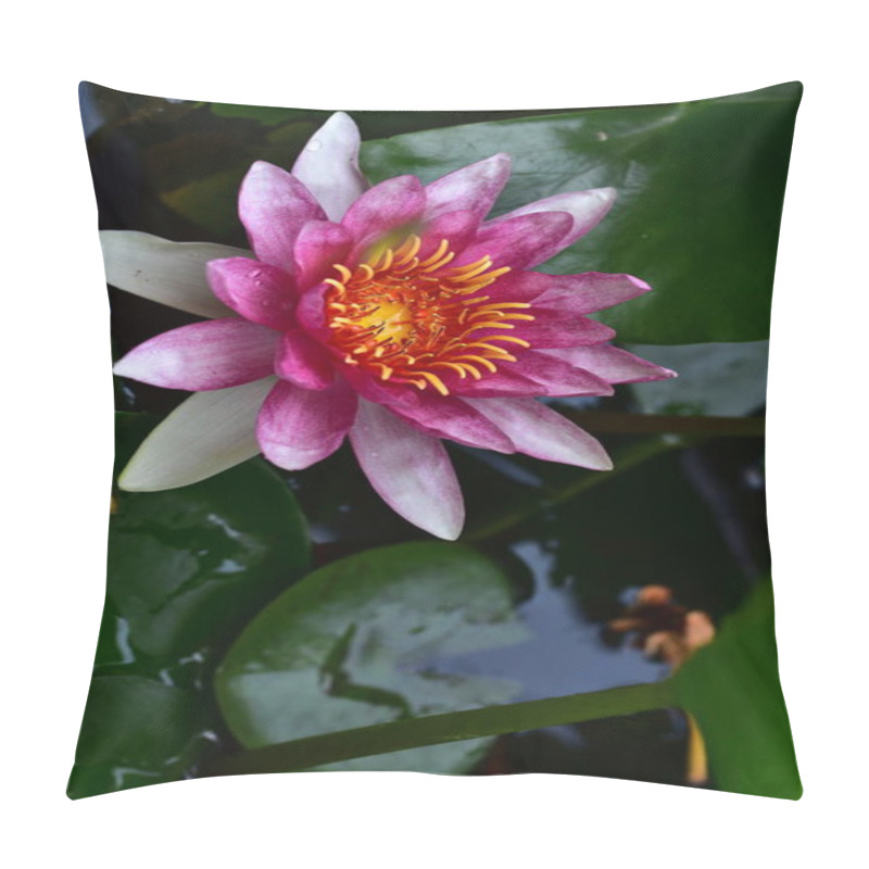 Personality  Beautiful Lotus Flower In The Garden Pillow Covers