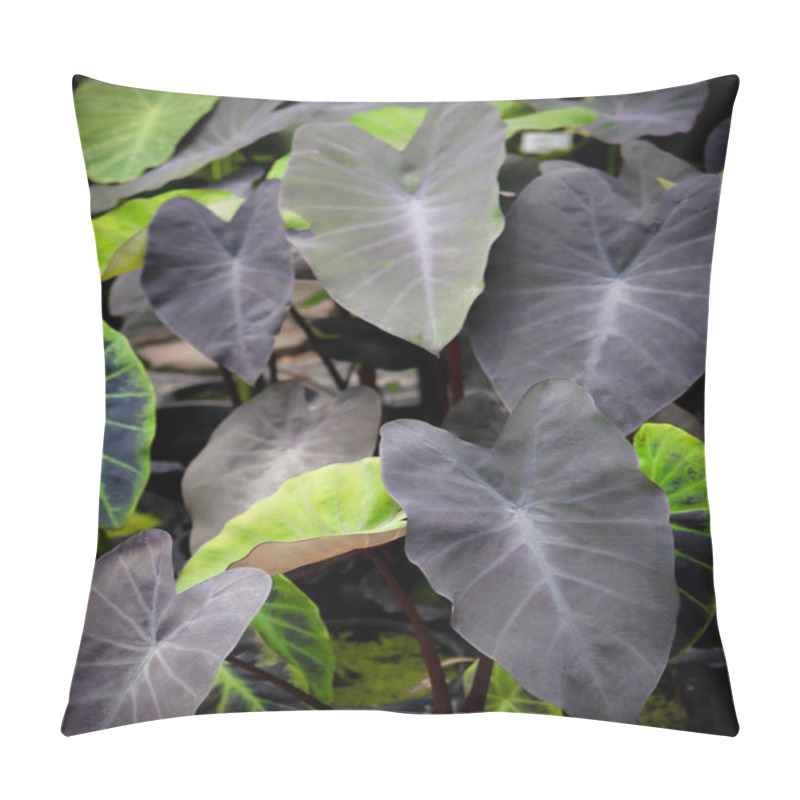 Personality  Close Up Image Of Colocasia Black Magic Leaves  In Plant Shop. Pillow Covers