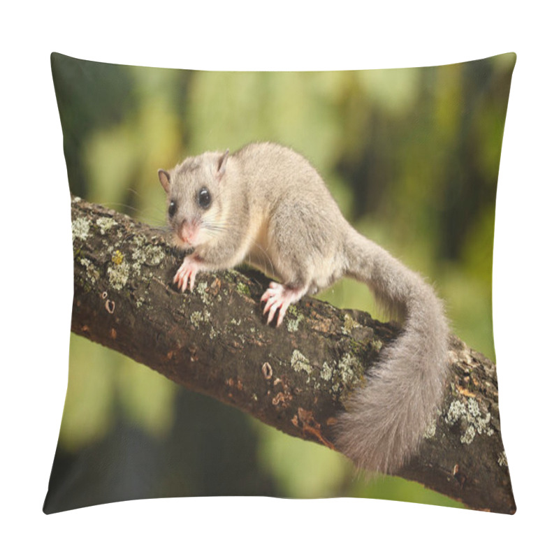 Personality  Cute Dormouse, Glis Glis On The Branch Pillow Covers