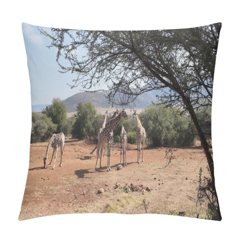 Personality  Giraffes At Pilanesberg National Park In North West South Africa. African Animals Landscape. Pilanesberg National Park. Pilanesberg National Park At North West South Africa. Big Five Animals. Pillow Covers