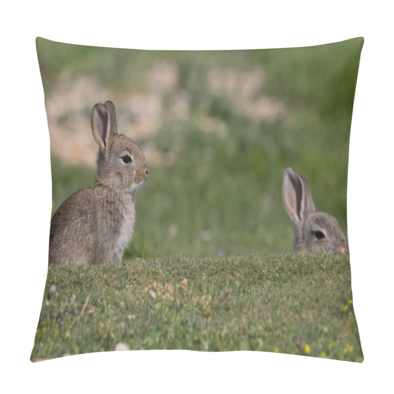 Personality  European Rabbit, Common Rabbit, Bunny, Oryctolagus Cuniculus Sitting On A Meadow At Munich Panzerwiese Pillow Covers