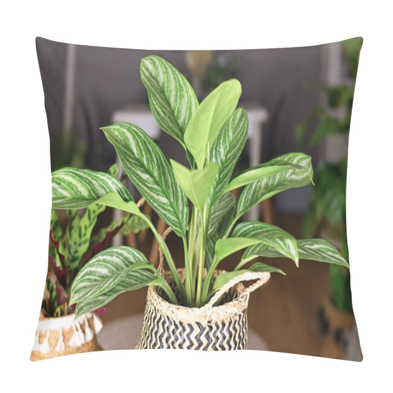 Personality  Tropical 'Aglaonema Stripes' Houseplant With Long Leaves With Silver Stripe Pattern In Basket Flower Pot Pillow Covers