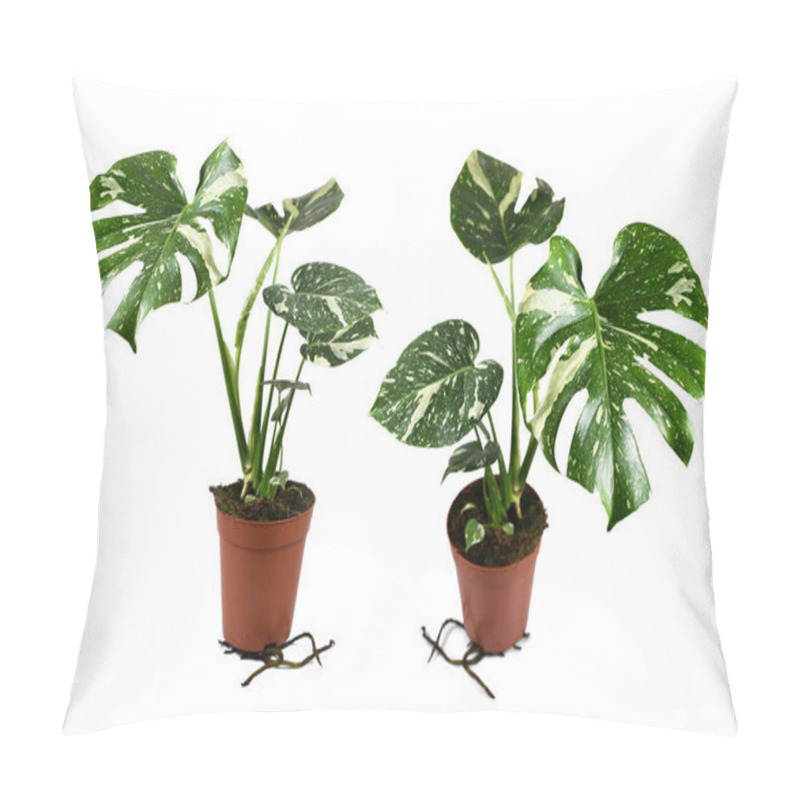 Personality  Different Views Of Exotic White Sprinkled Rare Variegated Tropical 'Monstera Deliciosa Thai Constellation' House Plant Isolated On White Background Pillow Covers