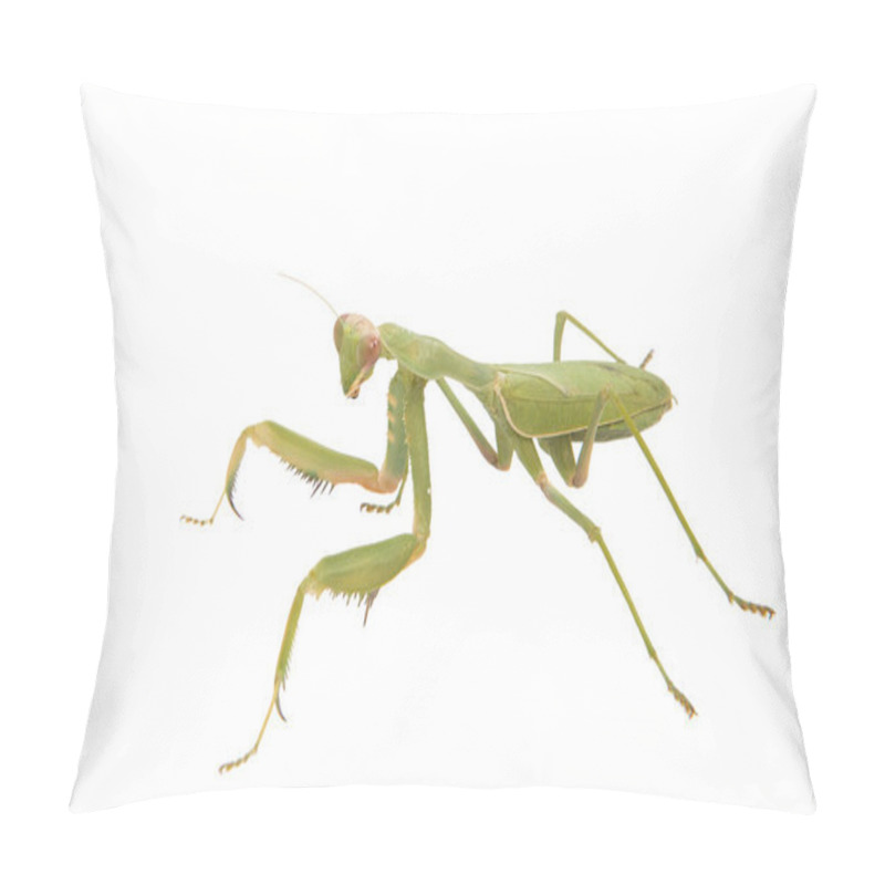 Personality  Mantis Insect Isolated  Pillow Covers