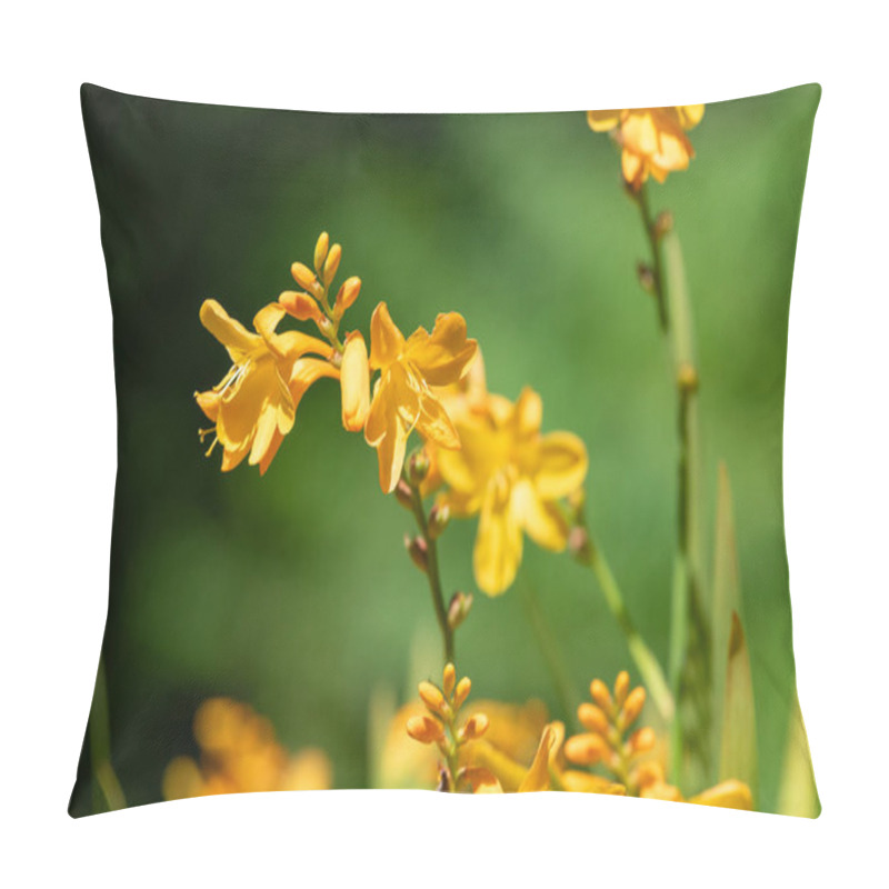 Personality  Close Up Of Harlequin Montbretia Flowers In Bloom Pillow Covers