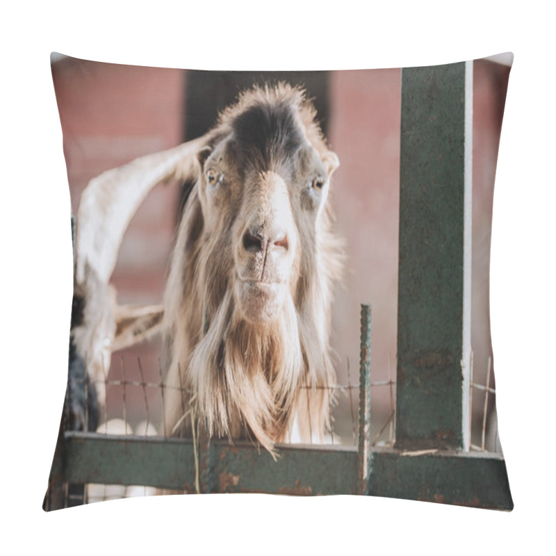 Personality  Selective Focus Of Camel Standing In Stall At Farm  Pillow Covers