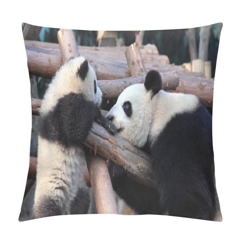 Personality  Panda Mother And Cub At Chengdu Panda Reserve (Chengdu Research Base Of Giant Panda Breeding) In Sichuan, China. Two Pandas Looking At Each Other. Panda With Cub At The Panda Reserve In Chengdu, China Pillow Covers