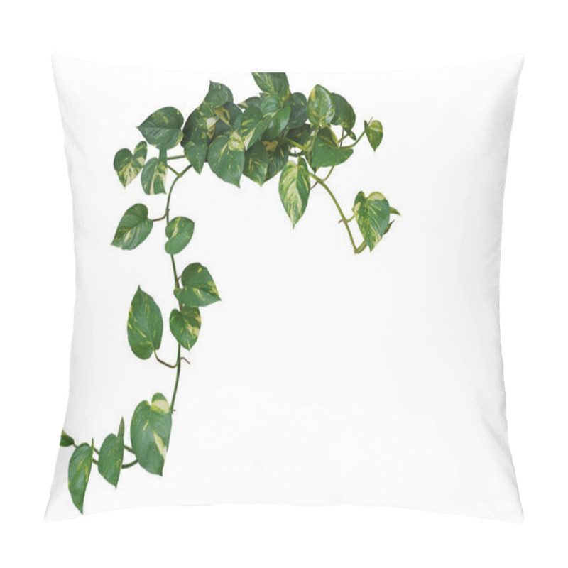 Personality  Heart Shaped Green Variegated Leave Hanging Vine Plant Of Devils Ivy Or Golden Pothos Popular Foliage Tropical Houseplant Isolated On White With Clipping Path. Pillow Covers