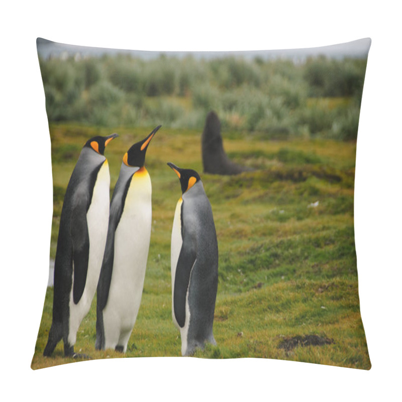 Personality  King Penguins On Salisbury Plains Pillow Covers